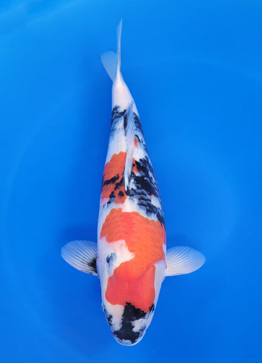 Japanese koi listing 25F-018 Showa from Dainichi koi farm, containing Showa at champkoi.com