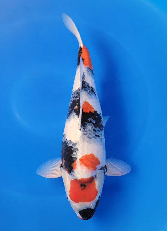 Japanese koi listing 25F-019 Showa from Sekiguchi koi farm, containing Showa at champkoi.com