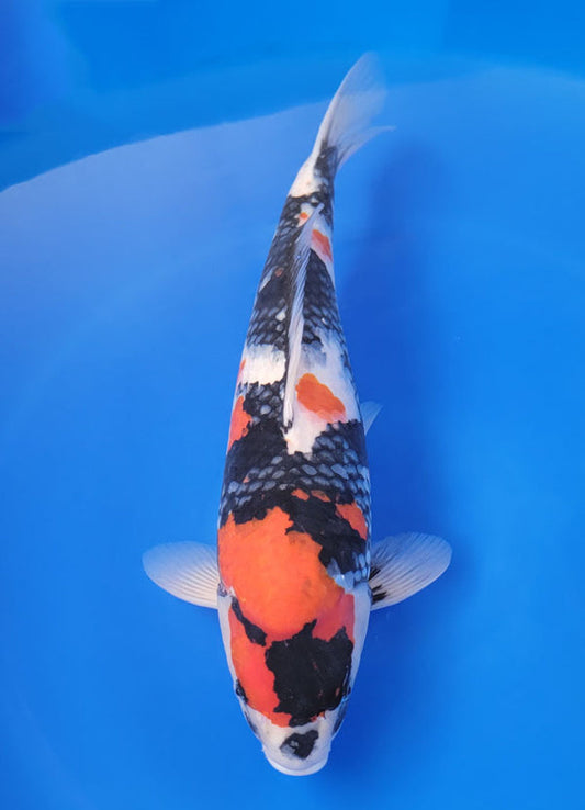 Japanese koi listing 25F-020 Showa from Dainichi koi farm, containing Showa at champkoi.com