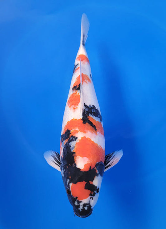 Japanese koi listing 25F-021 Showa from Ogata koi farm, containing Showa at champkoi.com