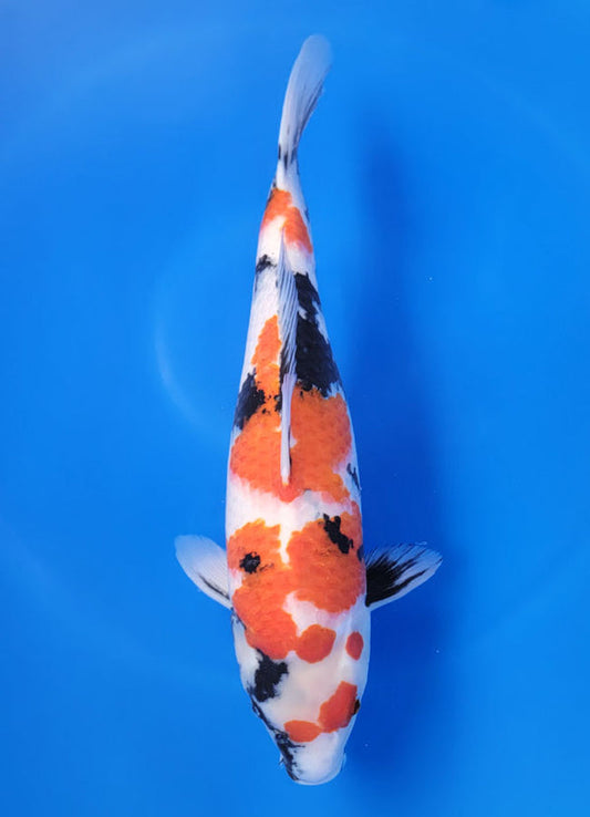 Japanese koi listing 25F-022 Showa from Ogata koi farm, containing Showa at champkoi.com