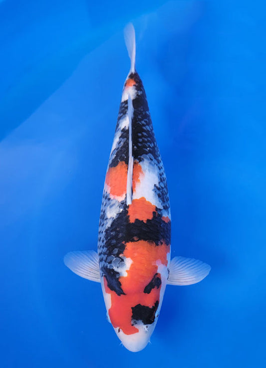 Japanese koi listing 25F-023 Showa from Sekiguchi koi farm, containing Showa at champkoi.com