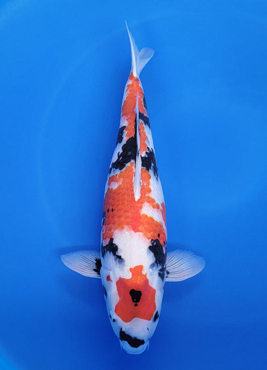 Japanese koi listing 25F-024 Showa from Ogata koi farm, containing Showa at champkoi.com