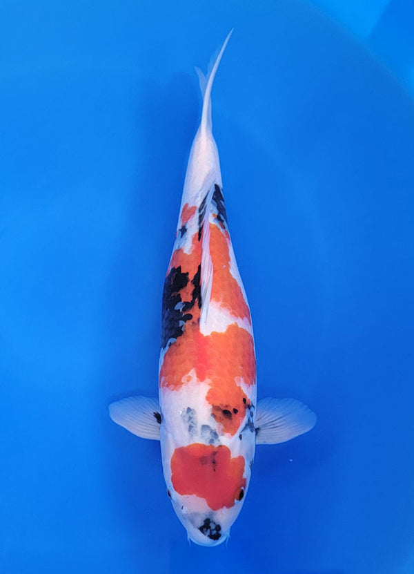 Japanese koi listing 25F-025 Showa from Ogata koi farm, containing Showa at champkoi.com