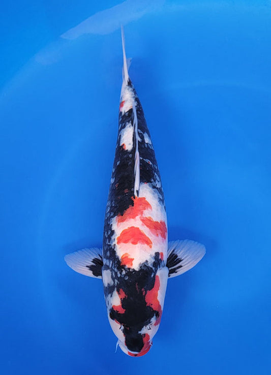 Japanese koi listing 25F-026 Showa from Marusei koi farm, containing Showa at champkoi.com