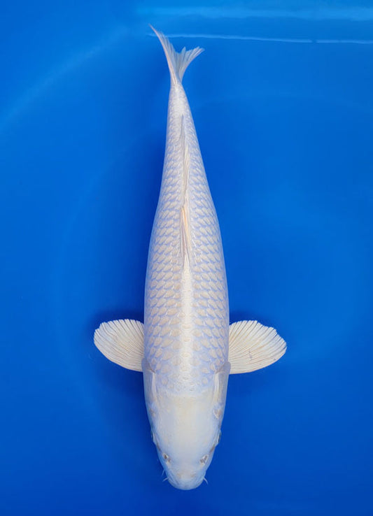 Japanese koi listing 25F-027 Platinum from Sakazume koi farm, containing Platinum at champkoi.com