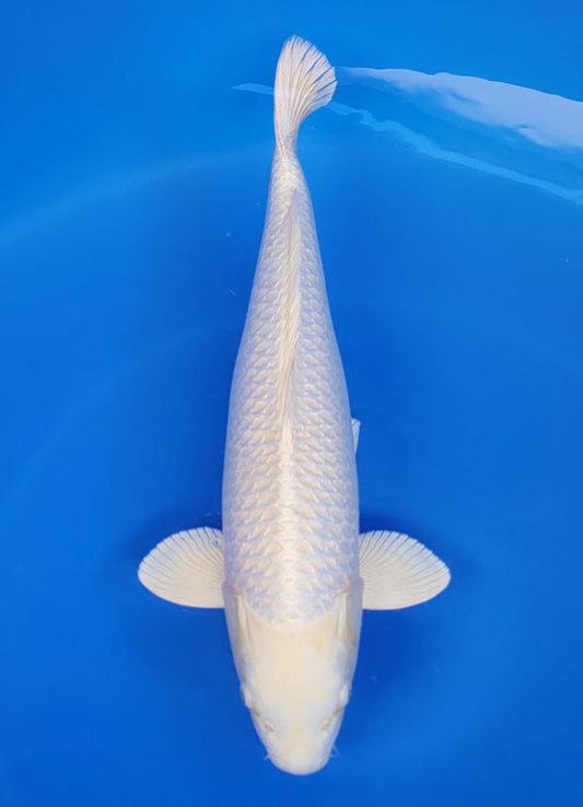 Japanese koi listing 25F-028 Platinum from Sakazume koi farm, containing Platinum at champkoi.com