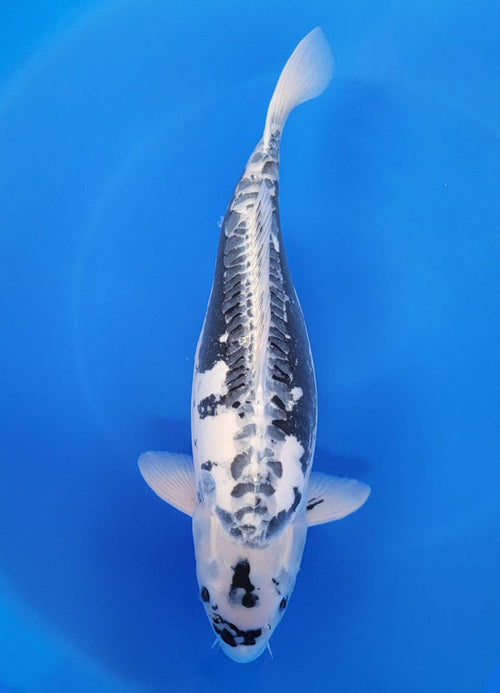 Japanese koi listing 25F-029 Kikokuryu from Marushu koi farm, containing Kikokuryu at champkoi.com - image 1