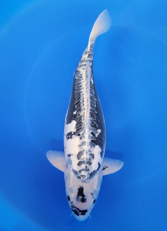 Japanese koi listing 25F-029 Kikokuryu from Marushu koi farm, containing Kikokuryu at champkoi.com