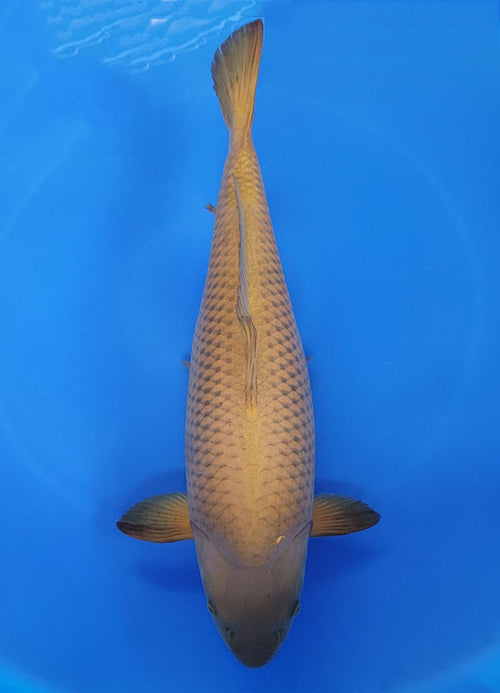 Japanese koi listing 25F-030 Chagoi from Maruhiro koi farm, containing Chagoi at champkoi.com - image 3