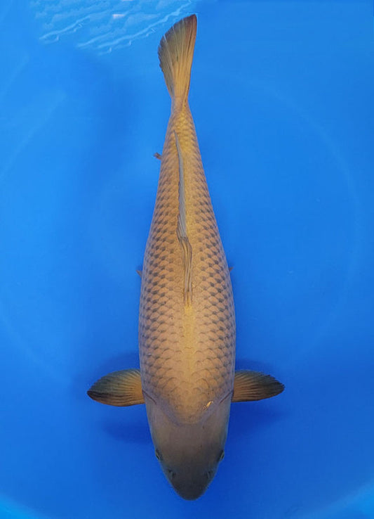 Japanese koi listing 25F-030 Chagoi from Maruhiro koi farm, containing Chagoi at champkoi.com
