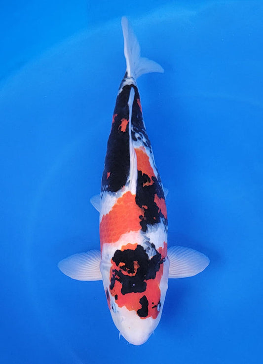 Japanese koi listing 25F-032 Showa from Marusei koi farm, containing Showa at champkoi.com