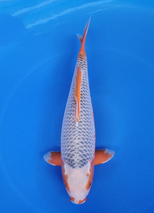 Japanese koi listing 25F-034 Asagi from Otsuka koi farm, containing Asagi at champkoi.com