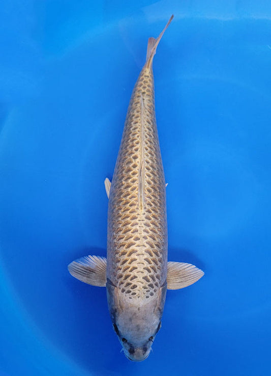 Japanese koi listing 25F-035 Mukashi Ogon from Maruhiro koi farm, containing Mukashi Ogon at champkoi.com