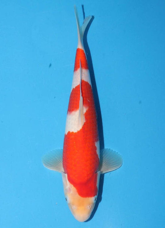 Japanese koi listing 25G-003 Kohaku from Torazo koi farm, containing Kohaku at champkoi.com