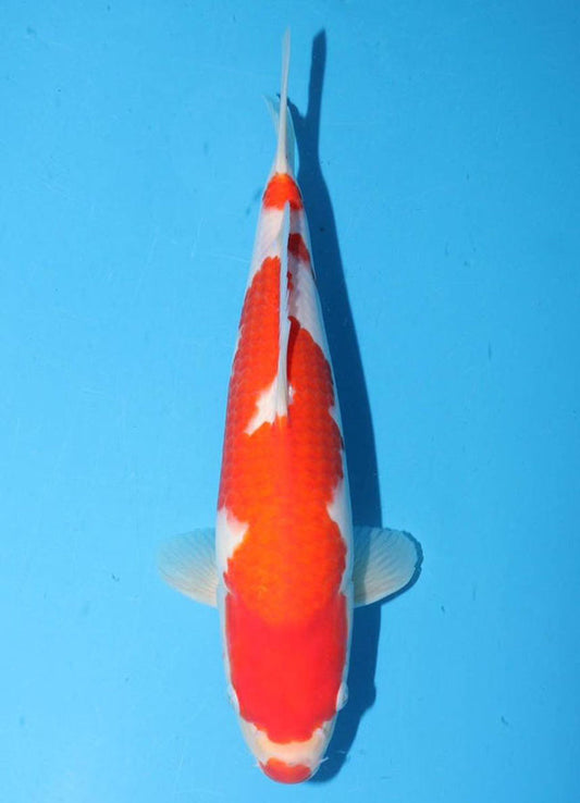 Japanese koi listing 25G-004 Kohaku from Torazo koi farm, containing Kohaku at champkoi.com
