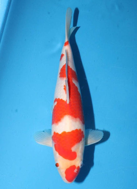 Japanese koi listing 25G-005 Kohaku from Torazo koi farm, containing Kohaku at champkoi.com