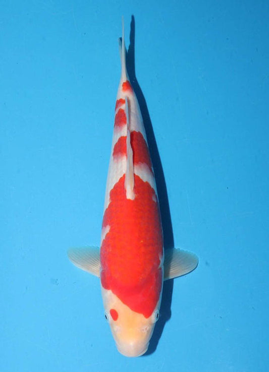 Japanese koi listing 25G-006 Kohaku from Torazo koi farm, containing Kohaku at champkoi.com