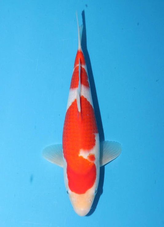 Japanese koi listing 25G-008 Kohaku from Torazo koi farm, containing Kohaku at champkoi.com