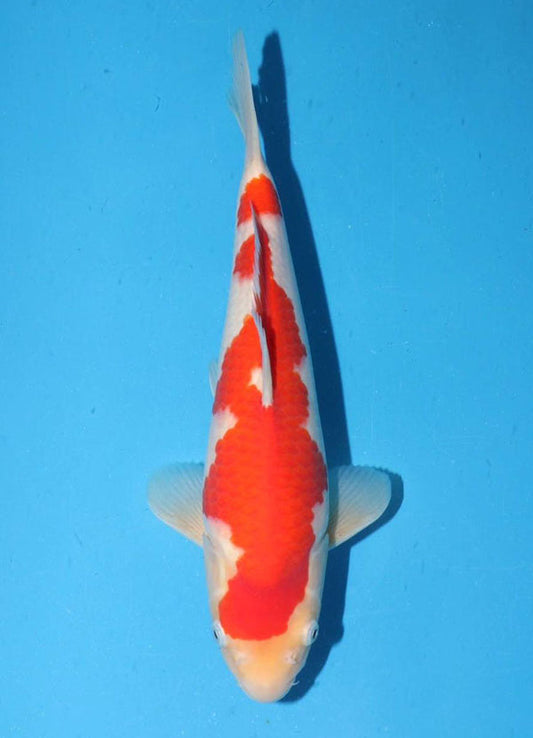 Japanese koi listing 25G-009 Kohaku from Torazo koi farm, containing Kohaku at champkoi.com