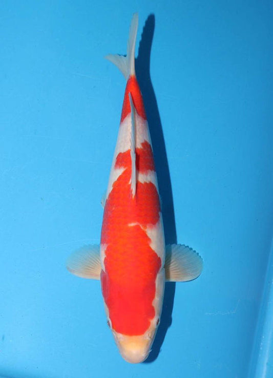 Japanese koi listing 25G-010 Kohaku from Torazo koi farm, containing Kohaku at champkoi.com