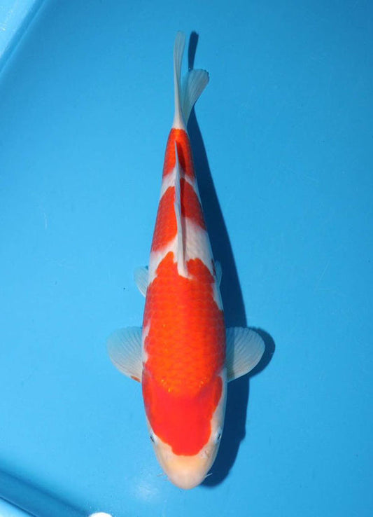 Japanese koi listing 25G-013 Kohaku from Torazo koi farm, containing Kohaku at champkoi.com