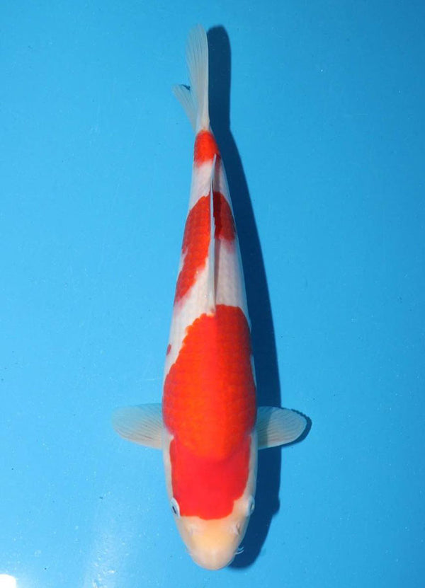 Japanese koi listing 25G-015 Kohaku from Torazo koi farm, containing Kohaku at champkoi.com