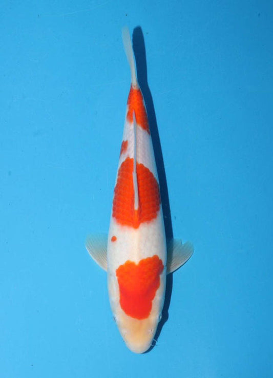 Japanese koi listing 25G-016 Kohaku from Torazo koi farm, containing Kohaku at champkoi.com