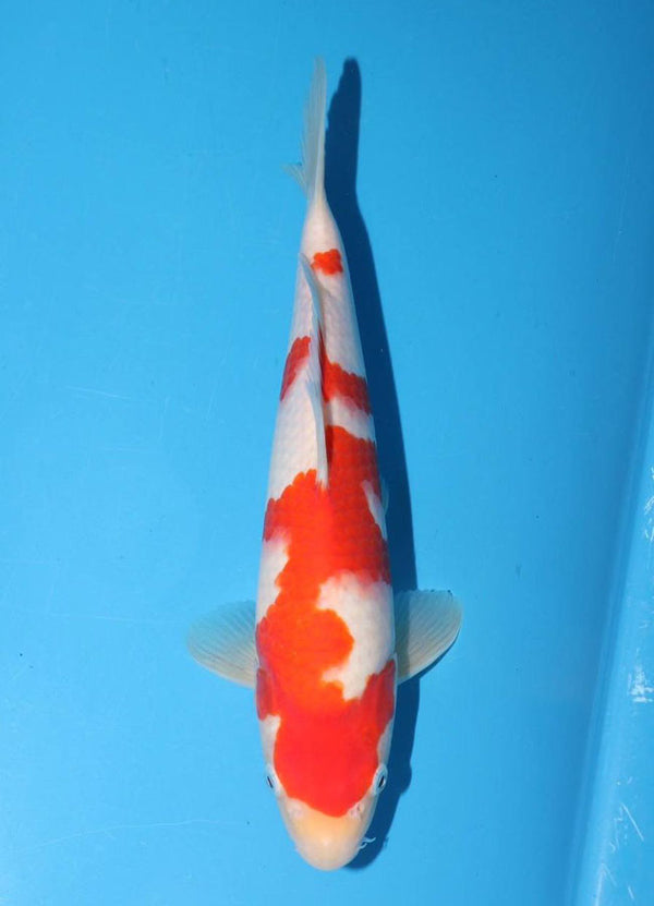 Japanese koi listing 25G-017 Kohaku from Torazo koi farm, containing Kohaku at champkoi.com