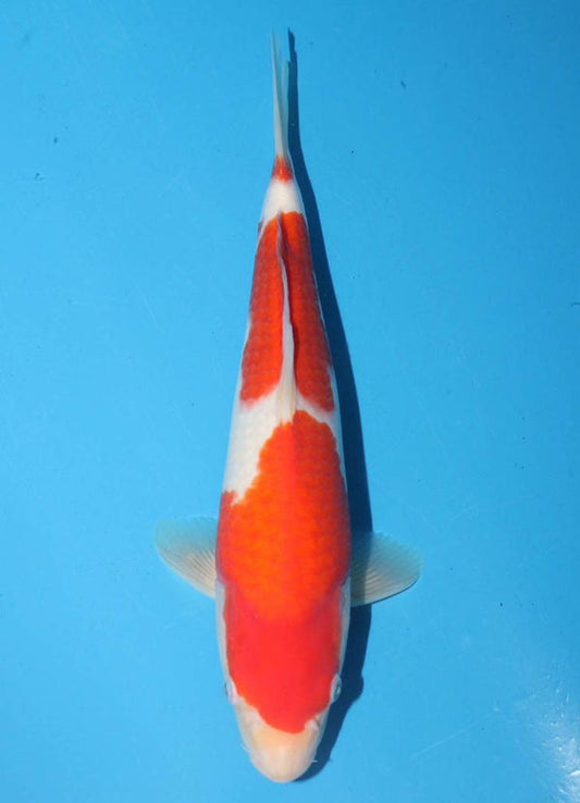 Japanese koi listing 25G-019 Kohaku from Torazo koi farm, containing Kohaku at champkoi.com