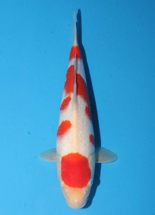 Japanese koi listing 25G-020 Kohaku from Torazo koi farm, containing Kohaku at champkoi.com