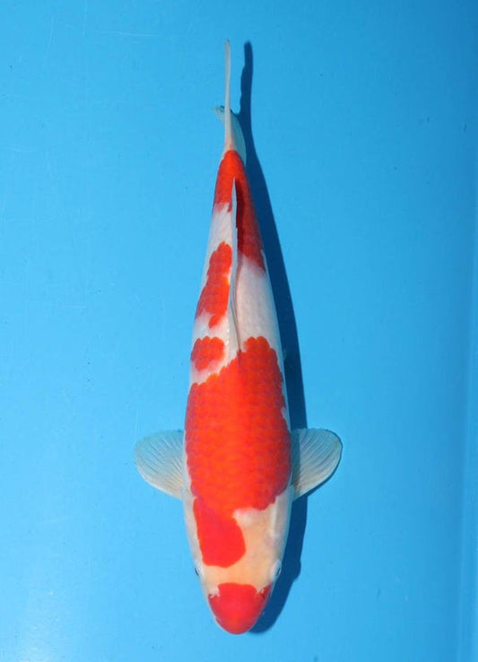 Japanese koi listing 25G-021 Kohaku from Torazo koi farm, containing Kohaku at champkoi.com