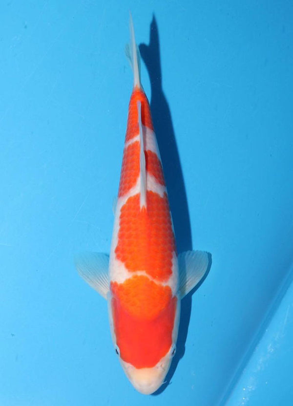 Japanese koi listing 25G-023 Kohaku from Torazo koi farm, containing Kohaku at champkoi.com