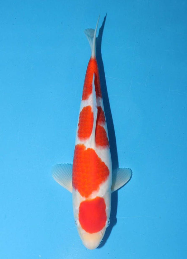 Japanese koi listing 25G-024 Kohaku from Torazo koi farm, containing Kohaku at champkoi.com