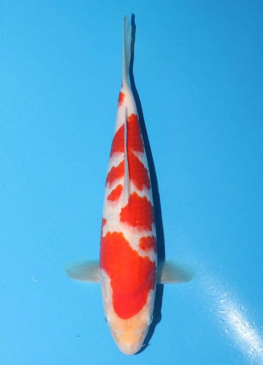 Japanese koi listing 25G-025 Kohaku from Torazo koi farm, containing Kohaku at champkoi.com