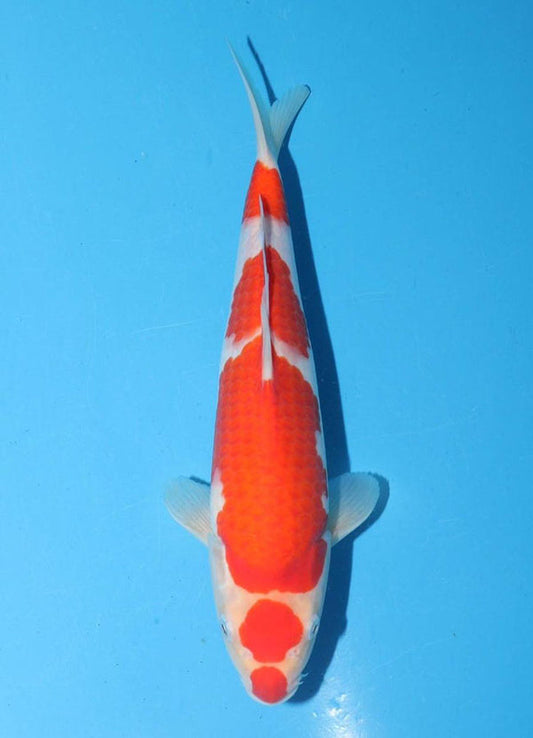 Japanese koi listing 25G-026 Kohaku from Torazo koi farm, containing Kohaku at champkoi.com