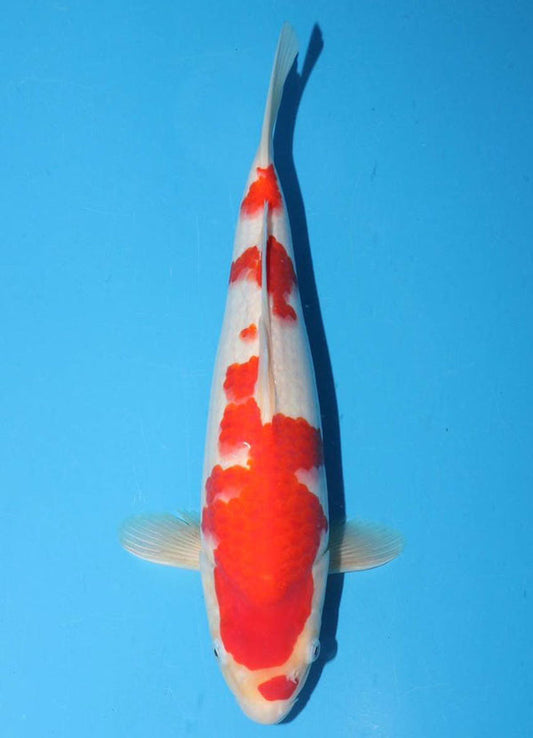 Japanese koi listing 25G-027 Kohaku from Torazo koi farm, containing Kohaku at champkoi.com