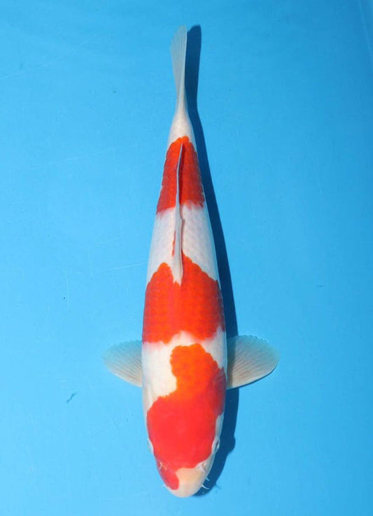 Japanese koi listing 25G-028 Kohaku from Torazo koi farm, containing Kohaku at champkoi.com