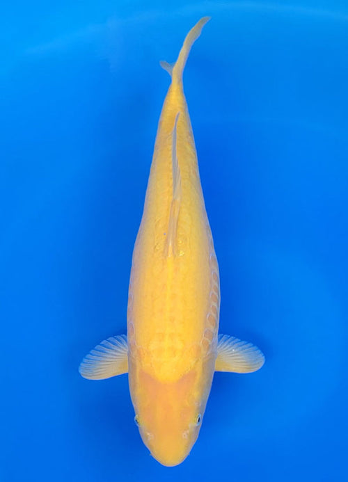 Koi fish for sale — 55 cm Konishi Doitsu Karashigoi at ChampKoi - image 2
