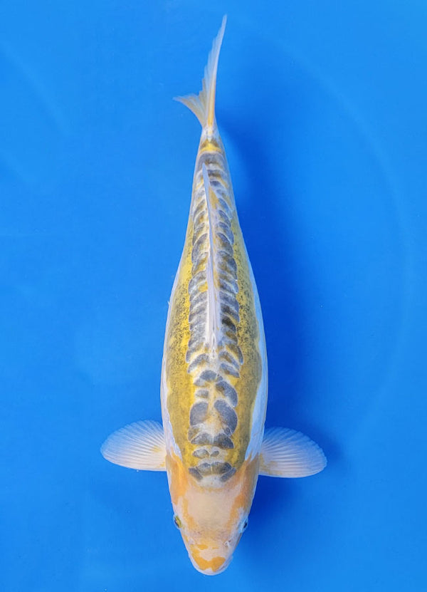 Koi fish for sale — 48 cm Maruyama Yellow Shusui at ChampKoi