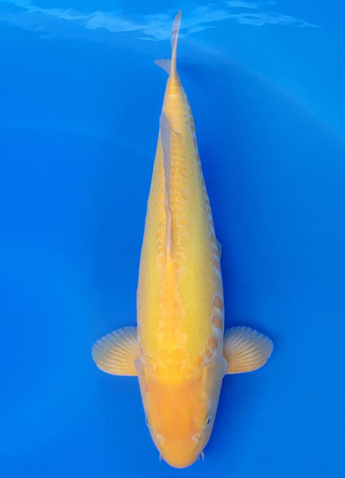 Koi fish for sale — 51 cm Konishi Doitsu Karashigoi at ChampKoi - image 1