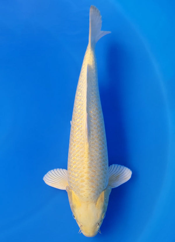 Koi fish for sale — 50 cm Izumiya Ginrin Yamabuki Ogon at ChampKoi