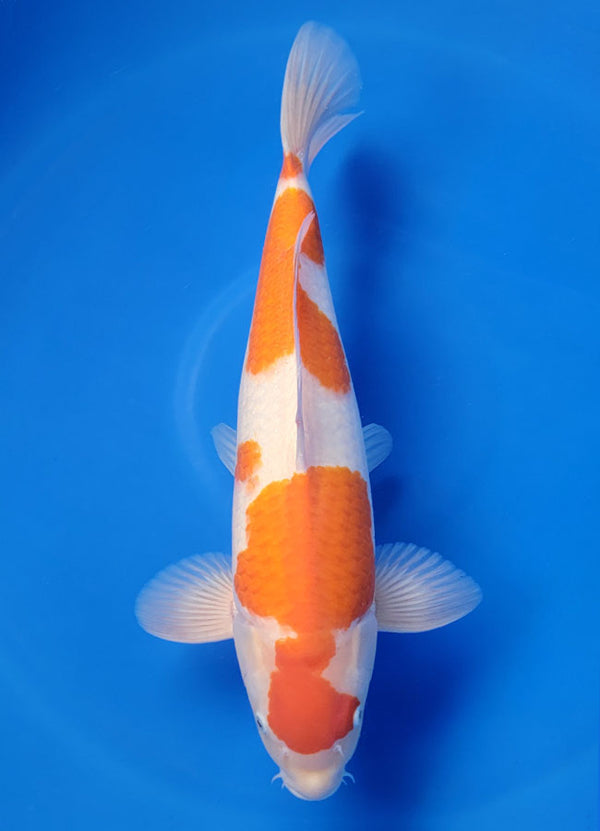 Koi fish for sale — 49 cm Torazo Kohaku at ChampKoi