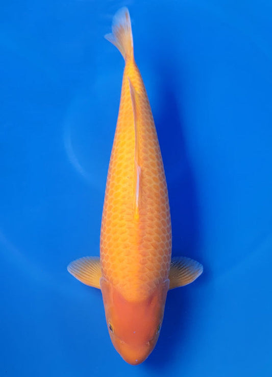 Koi fish for sale — 55 cm Dainichi Yellow Monkey at ChampKoi