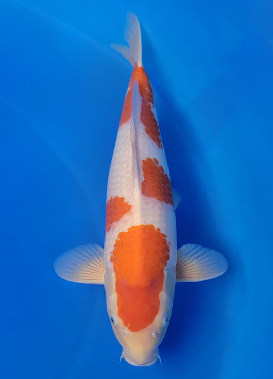 Koi fish for sale — 52 cm Torazo Kohaku at ChampKoi