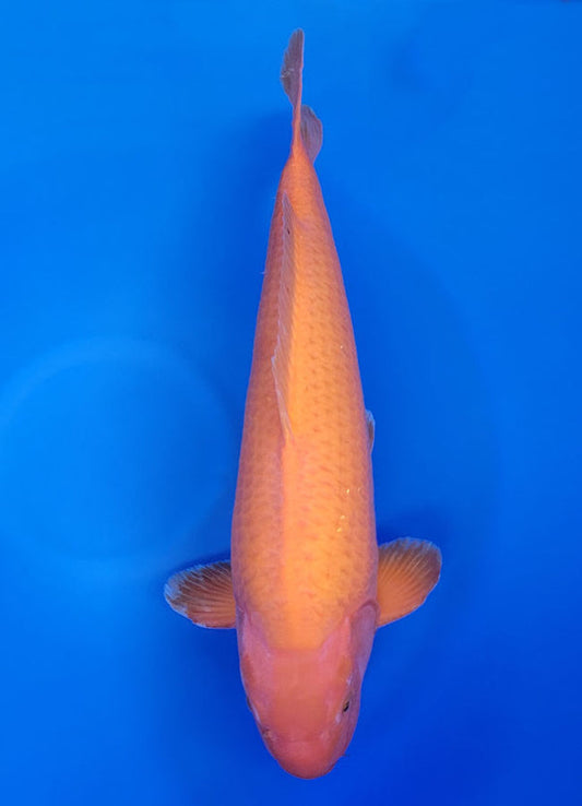 Koi fish for sale — 60 cm Dainichi Yellow Monkey at ChampKoi