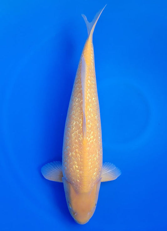 Koi fish for sale — 60 cm Dainichi Ginrin Yellow Monkey at ChampKoi