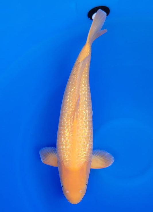 Koi fish for sale — 63 cm Dainichi Ginrin Yellow Monkey at ChampKoi