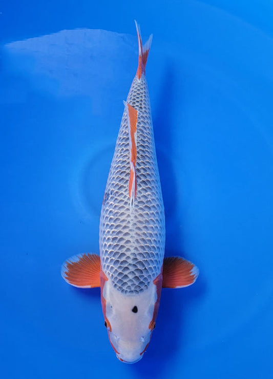 Koi fish for sale — 66 cm Ooya Asagi at ChampKoi