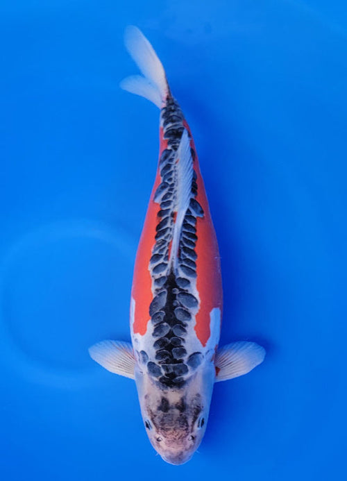 Koi fish for sale — 57 cm Marusei Shusui at ChampKoi - image 2